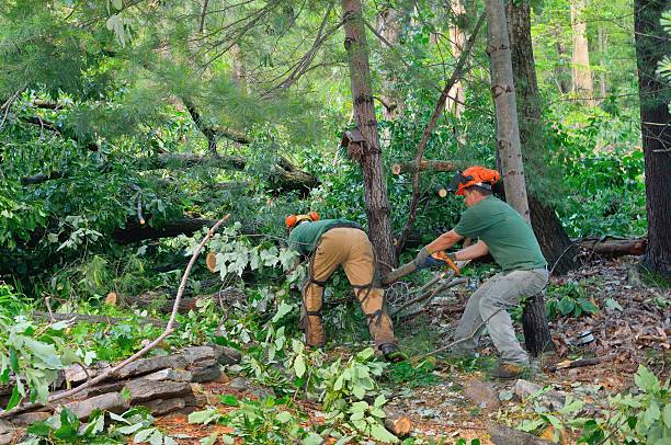 Best Tree Branch Trimming  in USA